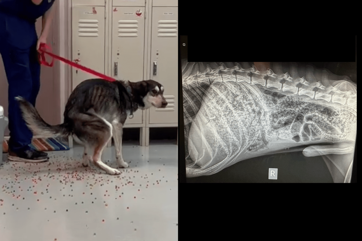 The Viral Orbeez Dog Is From Colorado (and Don’t Worry, He’s Okay)