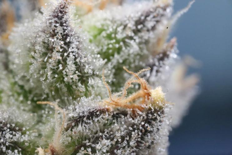 magnified shot of cannabis trichomes and calyx