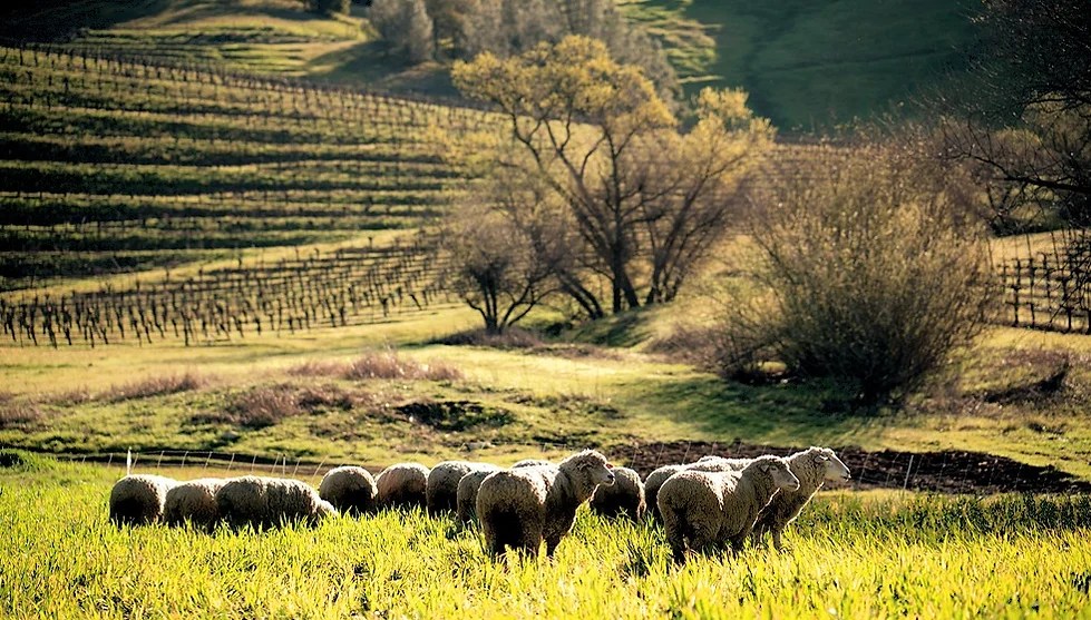 lambs in field