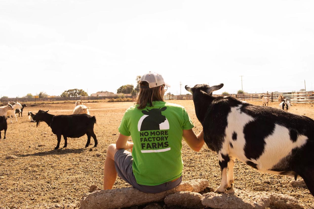 A volunteer with Pro-Animal Future sits beside a sheep at Broken Shovels Sanctuary.