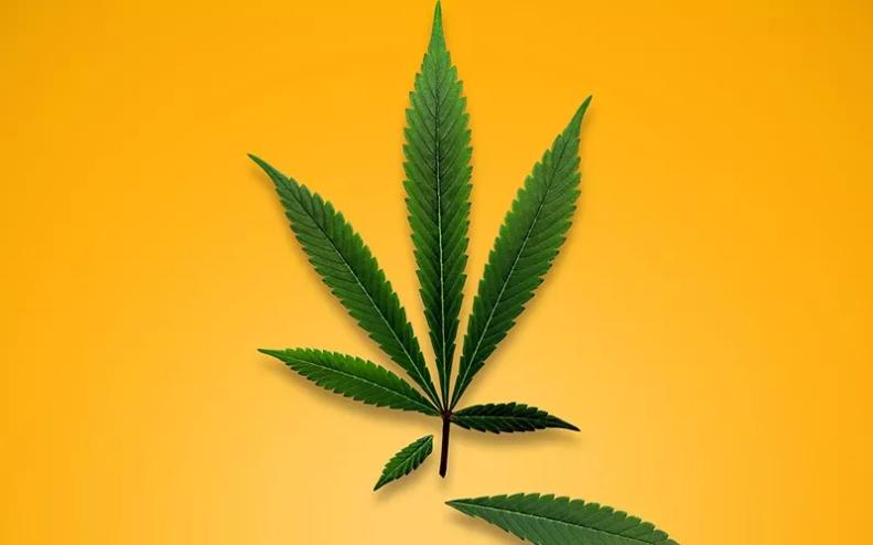 marijuana plant with leaf falling off