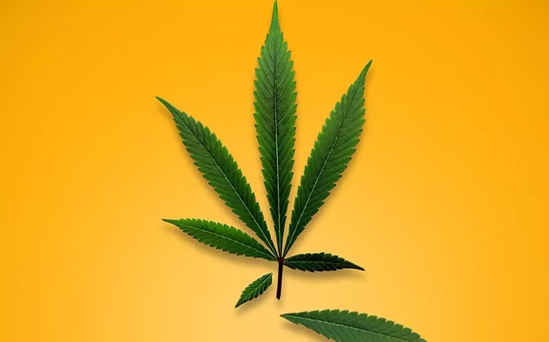 marijuana plant with leaf falling off