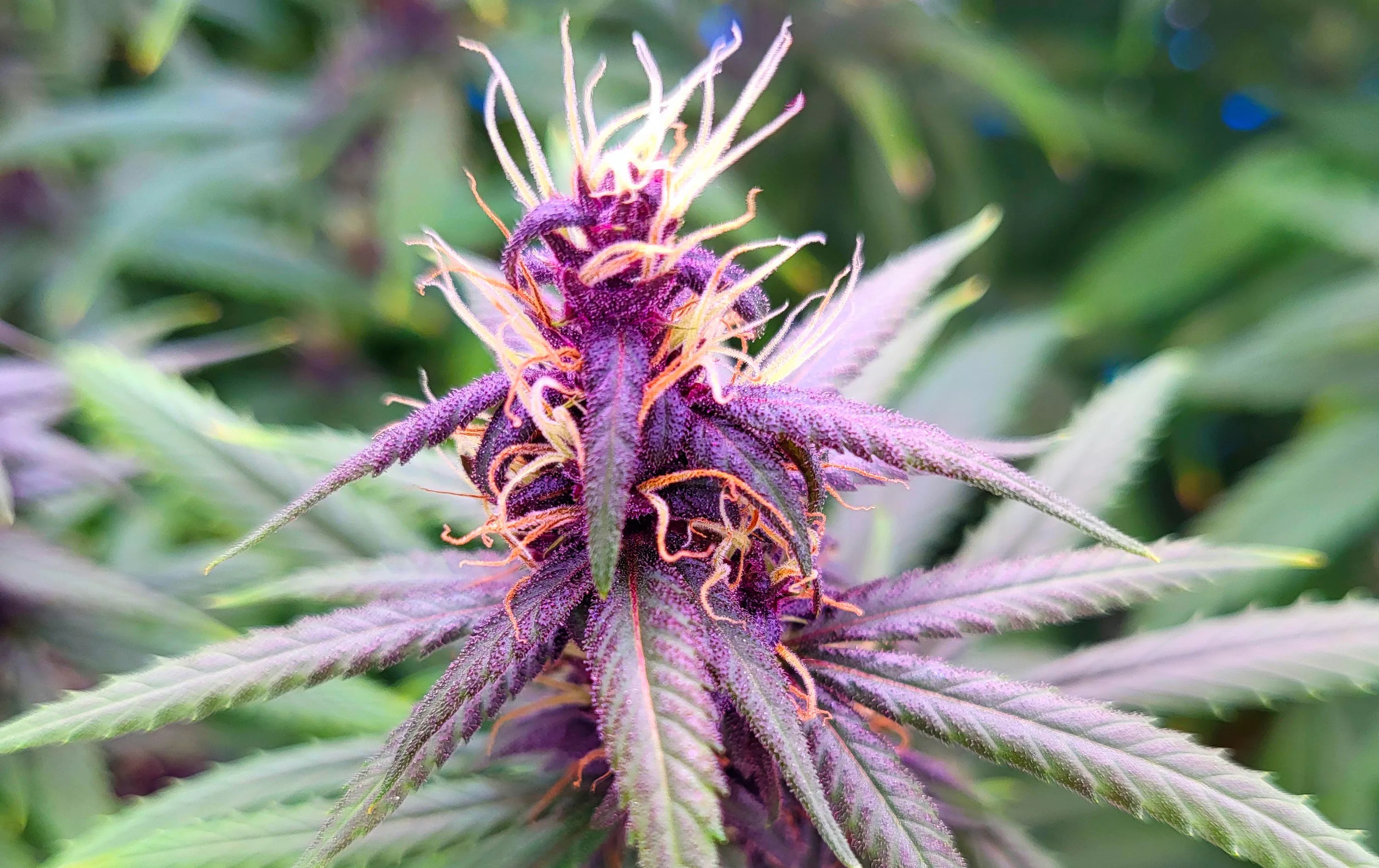 Pink Pepper CBD cannabis strain