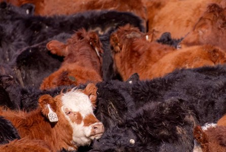 Ultimate Guide to the 120th National Western Stock Show