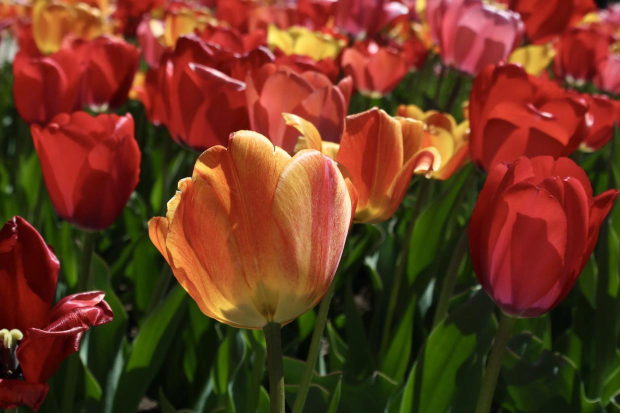 Orange, red and yellow flowers