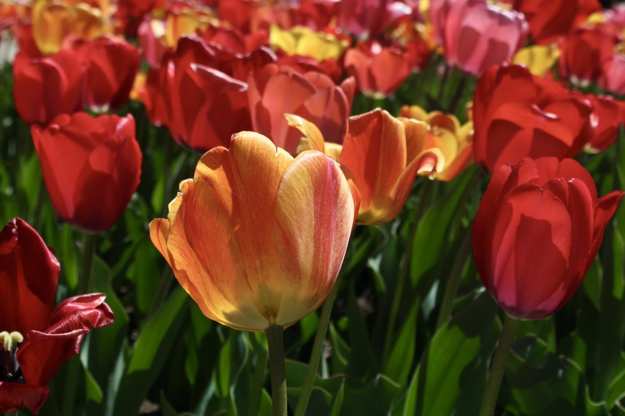 Orange, red and yellow flowers