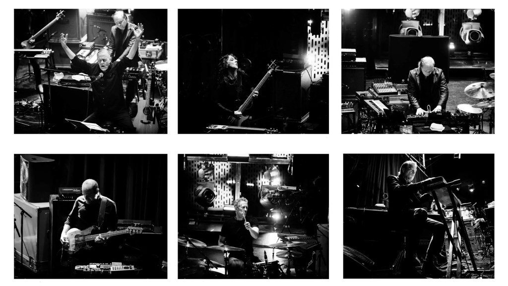 Swans