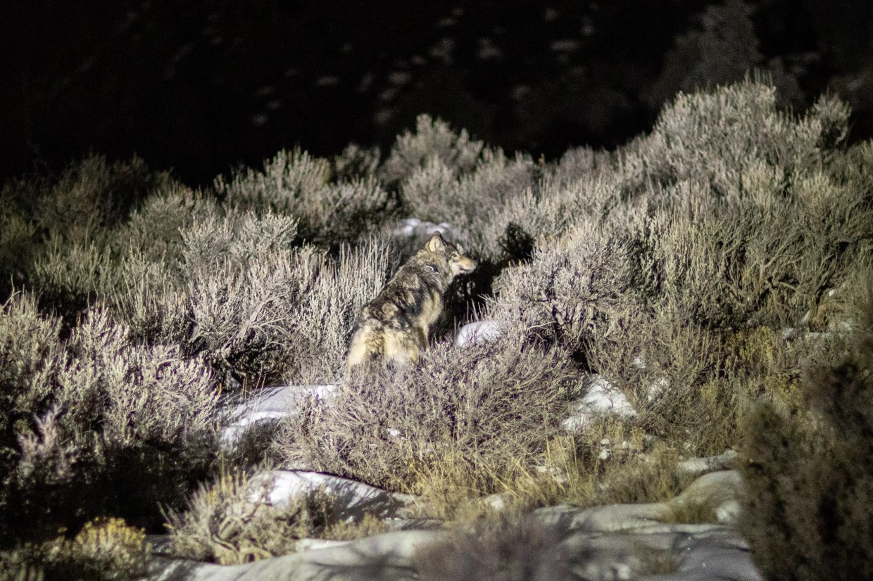 gray wolf photographed at night