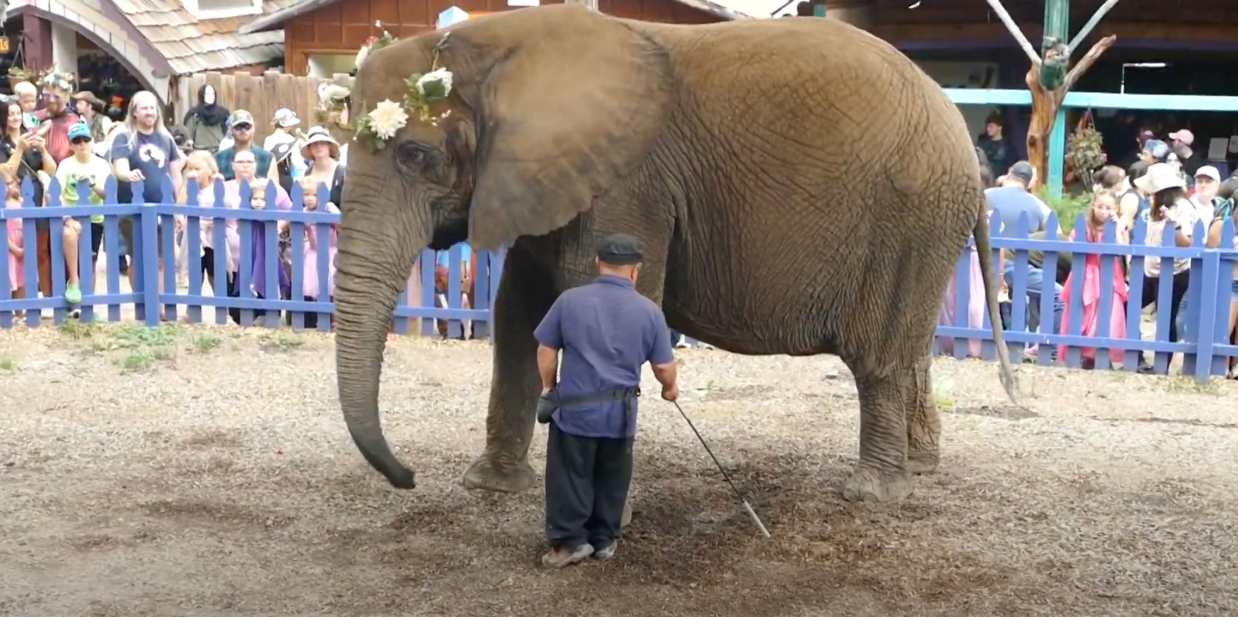 An elephant wearing a flower crown