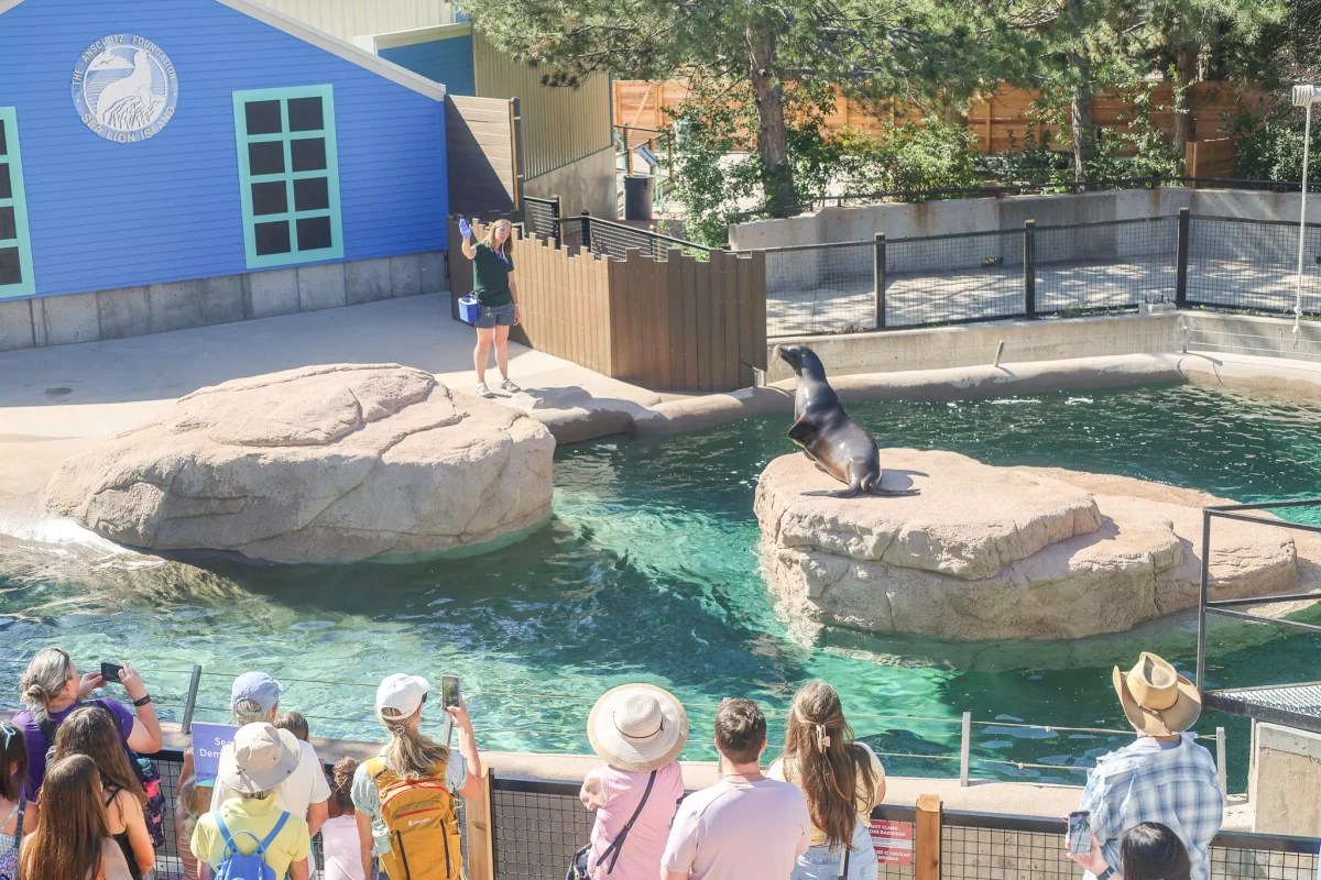 Denver zoo guests watch a sea lion and its trainer perform