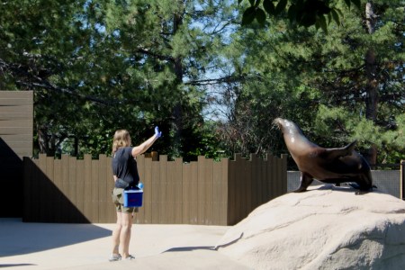 Denver Zoo sued over maligned sea lion exhibit
