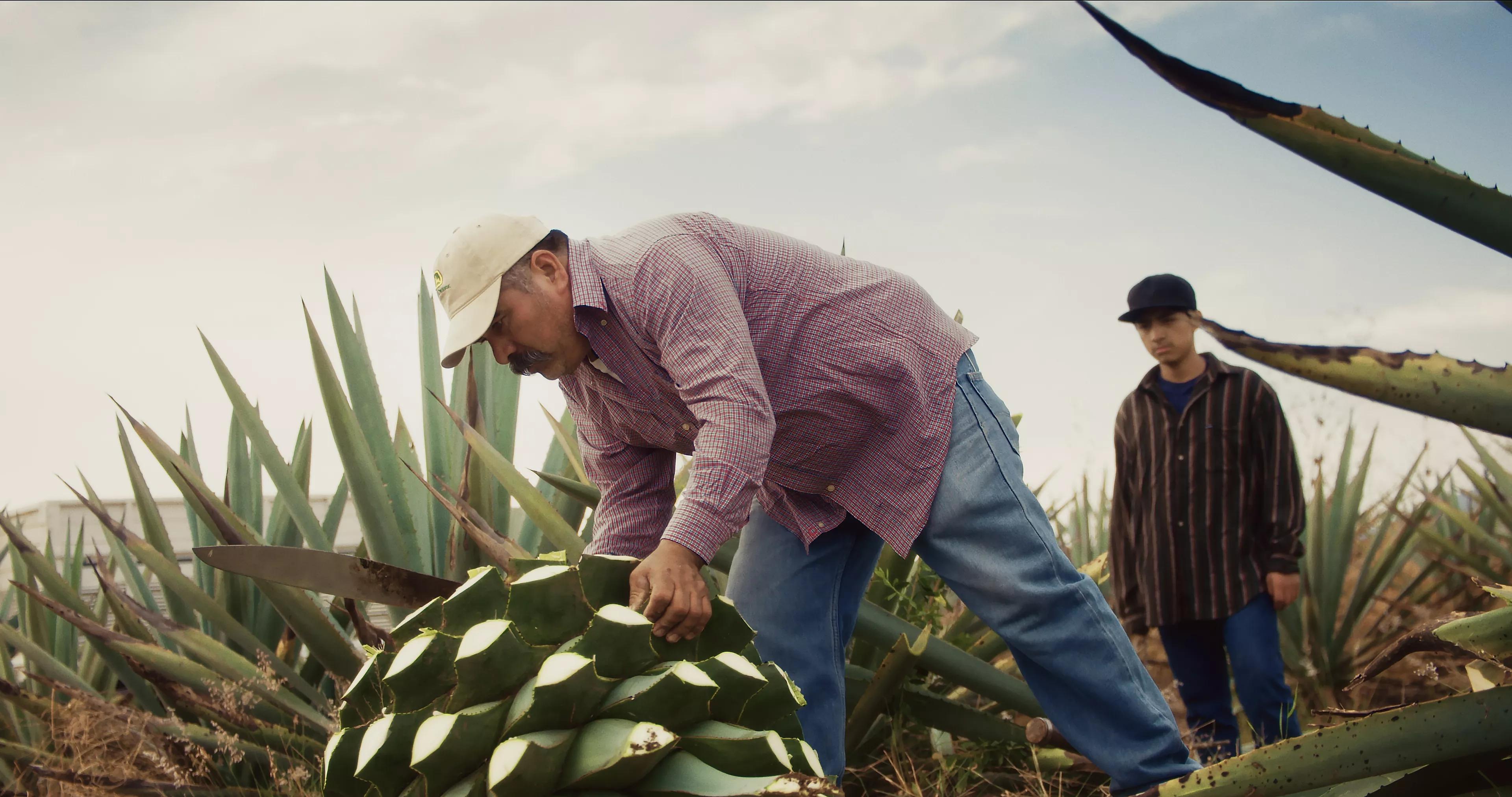 A man processing an agave plant.