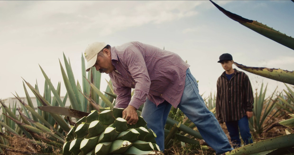 A man processing an agave plant.