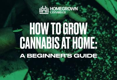 How to Grow Cannabis at Home: A Beginner's Guide