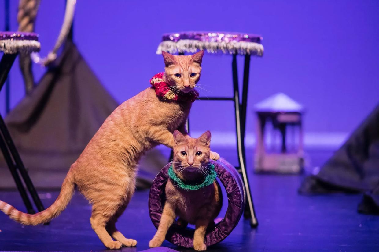 Two cats do a barrel roll.