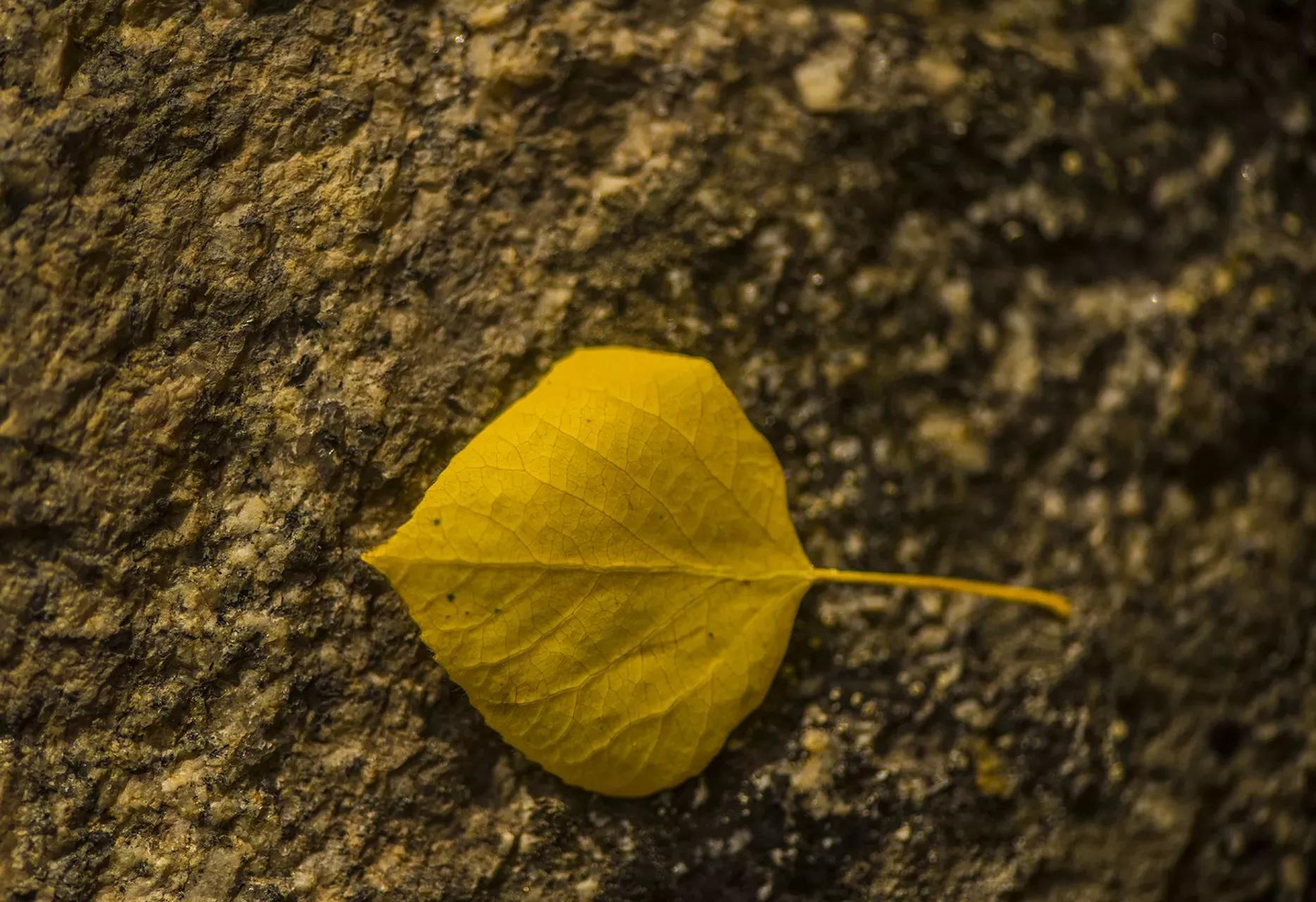 single yellow leaf on tree trunk during fall