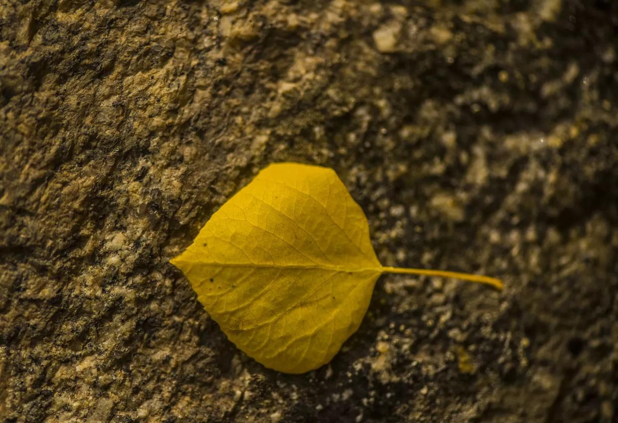 single yellow leaf on tree trunk during fall