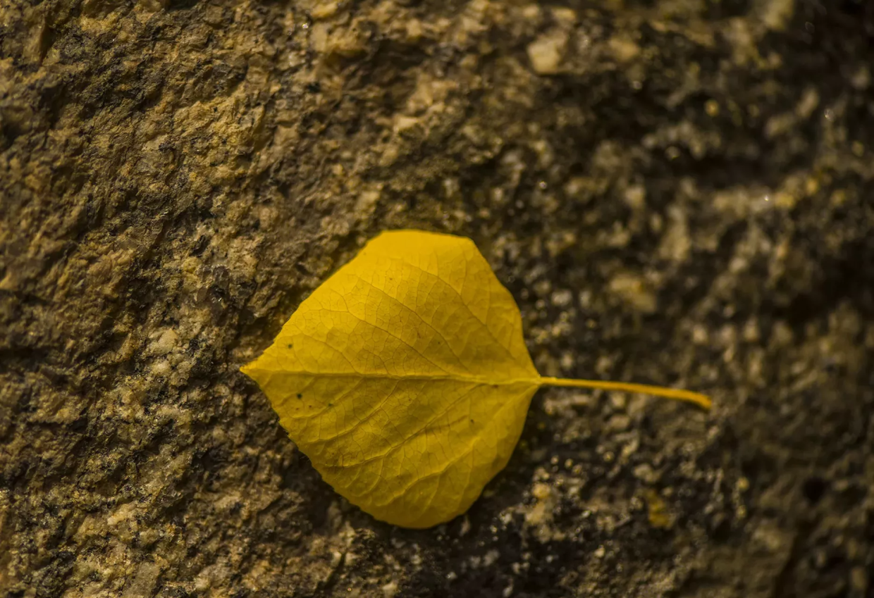 single yellow leaf on tree trunk during fall