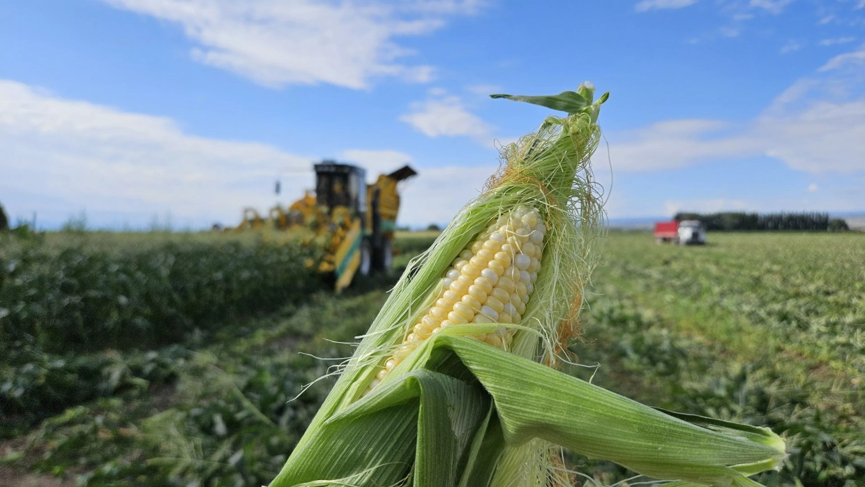 sweet corn
