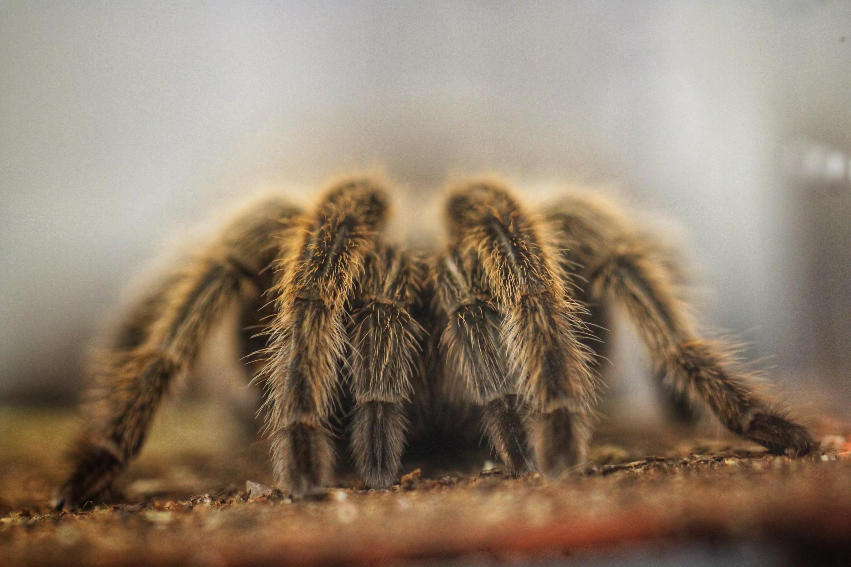 A big hairy spider