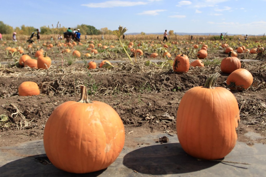 two pumpkins in a pumpkin patch