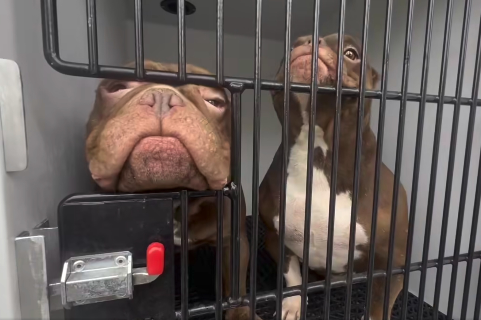 Two dogs inside a cage in an animal control truck.