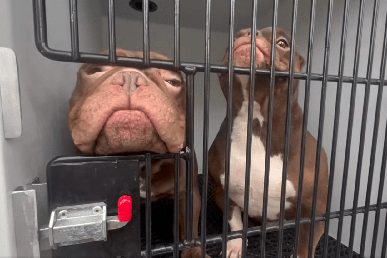 Two dogs inside a cage in an animal control truck.